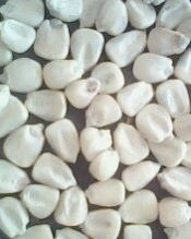 White Maize White Maize