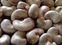 Raw Cashew Nuts Foreign matter : 1% max