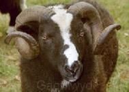 Balwen Sheep