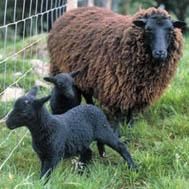 Black Welsh Mountain Sheep