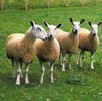 Bluefaced Leicester sheep