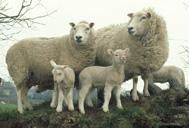 Lleyn Sheep