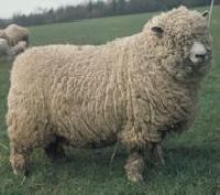Ryeland sheep