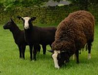 Zwartbles sheep