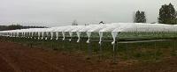 Complex systems canopies cultivation of strawberries
