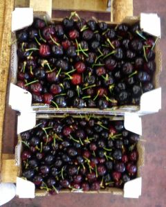 fresh cherries