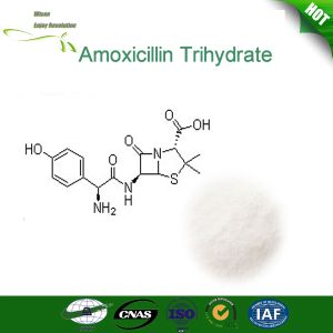 Amoxicillin Trihydrate Amoxicillin Trihydrate