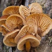 mushroom plant