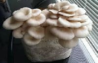 Oyster Mushroom Spawn