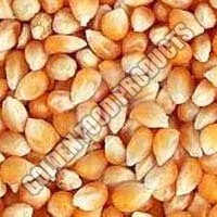 Popcorn Seeds