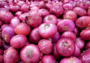red onion For Human Consumption