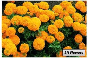 Orange Marigold Flowers