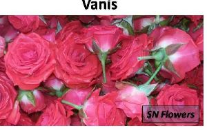 Vanis Rose