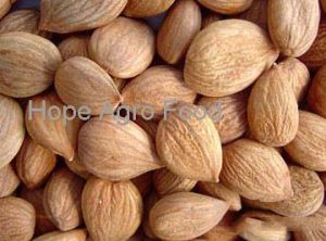 Raw Bitter Apricot Kernels