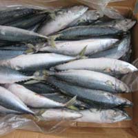 Frozen Horse Mackerel