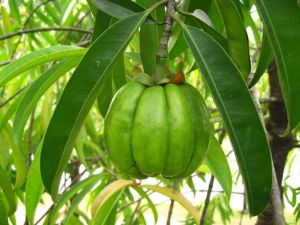 Garcinia Cambogia  Extract