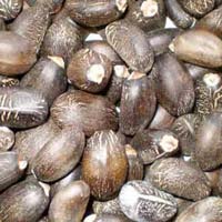 Biodiesel Jatropha Seeds