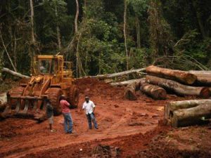 Teak Lumber,  Usage : Furniture, Flooring, Boat Building