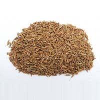 cumin seed