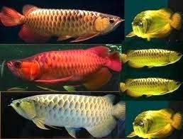 Arowana Fish