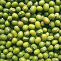green mung beans