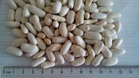 white kidney beans,  Packaging Size : 20Kg