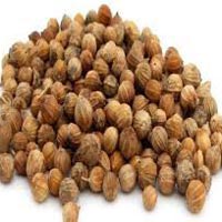 coriander seeds,  Grade Standard : Food Grade
