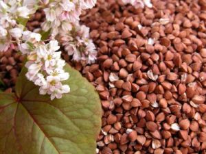 Brown Roasted Buckwheat