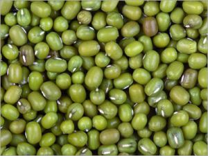 Green Lentil Best Quailty Green Lentil Best Quailty