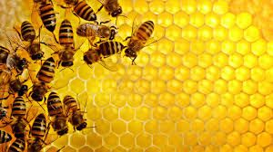 100% Natural Bee Raw Honey