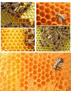 Turkey Pure Natural Honey Turkey Pure Natural Honey