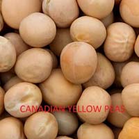 Canadian Yellow Peas