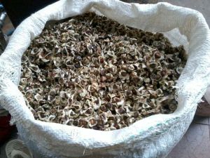 Moringa Seed
