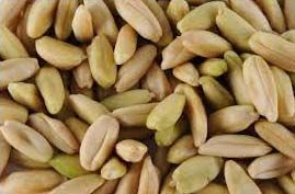 Pili Nuts