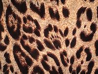 Animal Printed Chiffon Fabric