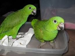 Poultry Eggs,  Packaging Size : 30 eggs