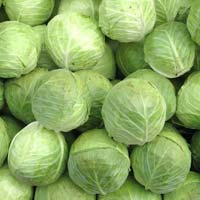 fresh cabbage