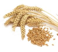 Milling Wheat Grade 3