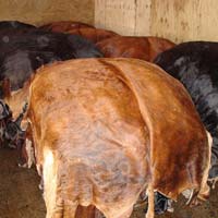 tanning cow hides for boots