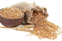 Cereals and  Food Grains