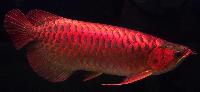 Chili Red Arowana Fishes