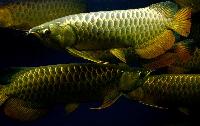 Crossback Golden Arowana Fishes (wholesale)