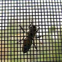 Bug/Insect Screen