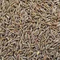 cumin seeds