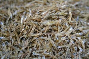 Excellent Quality 100% Dried Anchovy Fish