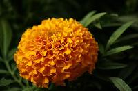 Marigold PE