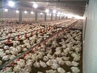 poultry machinery