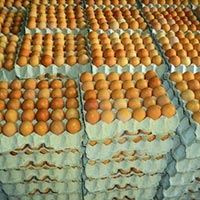 Fresh Table Eggs