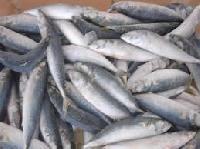 Iqf Horse Mackerel Frozen Fish