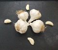 Fresh Dry garlic